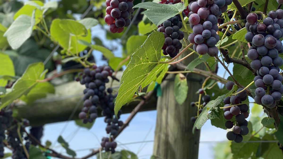 Sous l'effet de la chaleur, le raisin mûrit plus vite, obligeant les vignerons à vendanger plus tôt pour préserver l'équilibre des grappes.