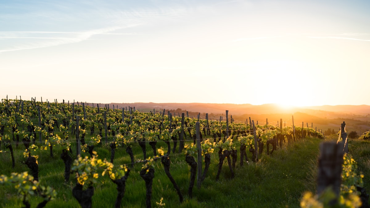 Dégustations privées, séjours au domaine, expériences immersives : le vignoble se réinvente en destination plutôt qu'en simple lieu de production.